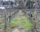 (c) Mainz-Hechtsheim.de